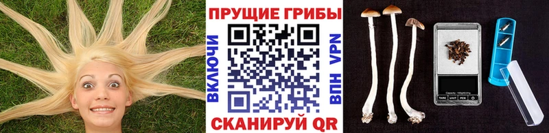 где продают Нижневартовск Галлюциногенные грибы Psilocybe